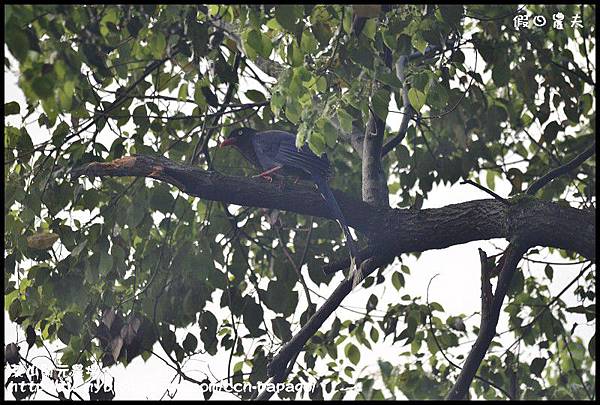 茶山開元農場_DSC1222