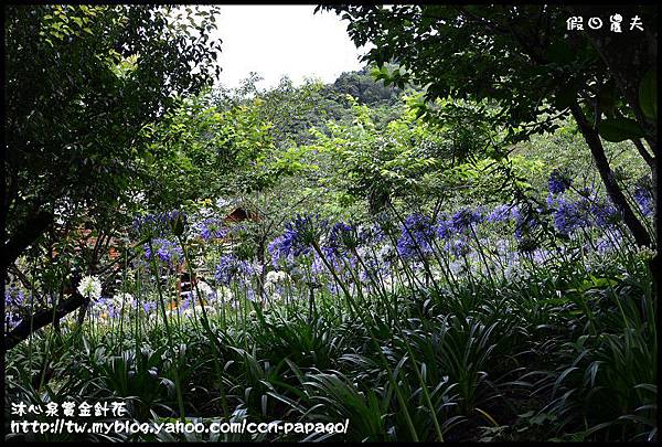 沐心泉賞金針花_DSC3674