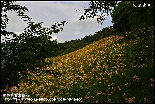 沐心泉賞金針花_DSC3734