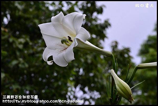 三義野百合秘密花園_DSC3002.jpg