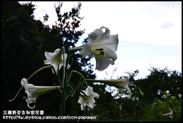 三義野百合秘密花園_DSC3026.jpg