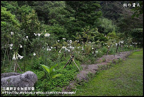 三義野百合秘密花園_DSC3033.jpg