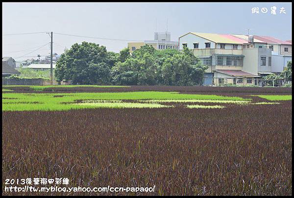 2013後壁稻田彩繪_DSC1676