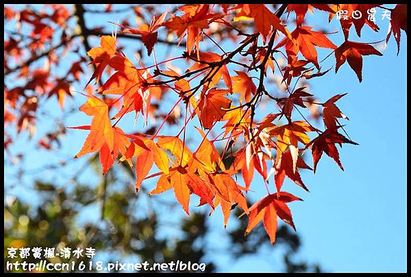 京都賞楓-清水寺DSC_2777