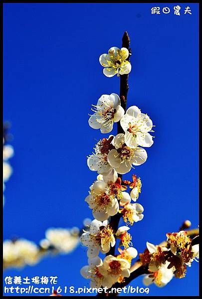 信義土場梅花DSC_0832.jpg