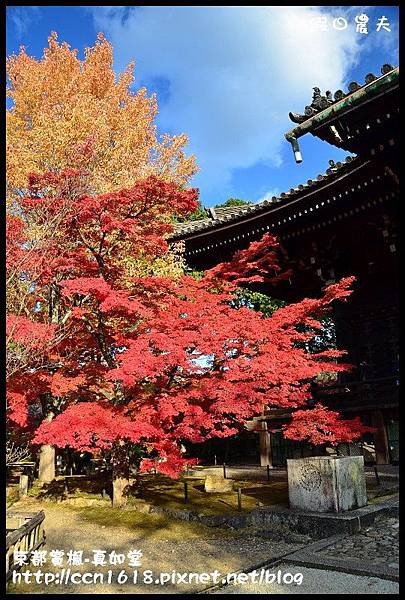 京都賞楓-真如堂DSC_3348