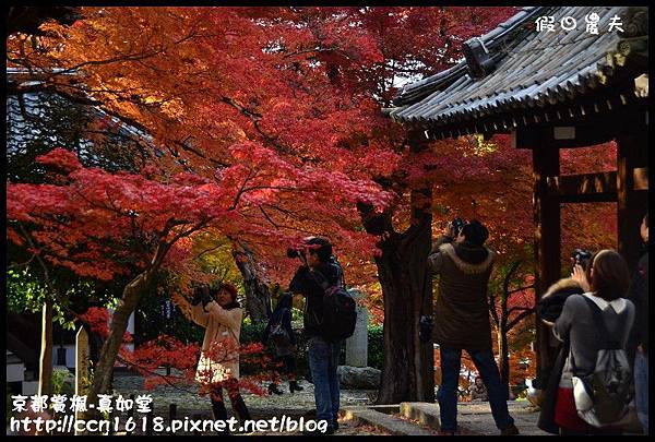 京都賞楓-真如堂DSC_3351