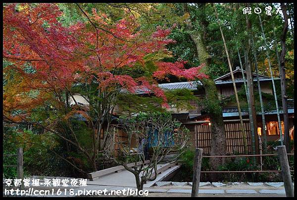 京都賞楓-永觀堂夜楓DSC_3578