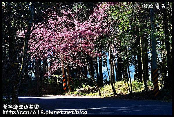 草坪頭玉山茶園DSC_2346