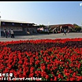 花在彰化-溪州公園DSC_3148