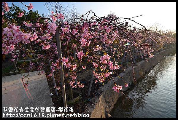 芬園花卉生產休憩園區-櫻花張DSC_3225