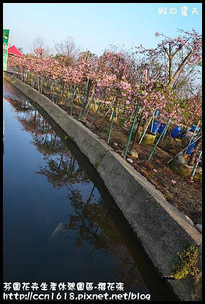 芬園花卉生產休憩園區-櫻花張DSC_3230