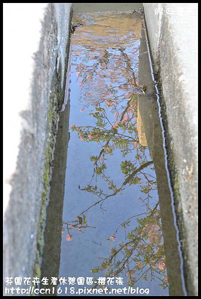 芬園花卉生產休憩園區-櫻花張DSC_3253