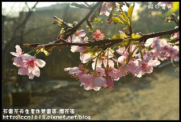 芬園花卉生產休憩園區-櫻花張DSC_3303