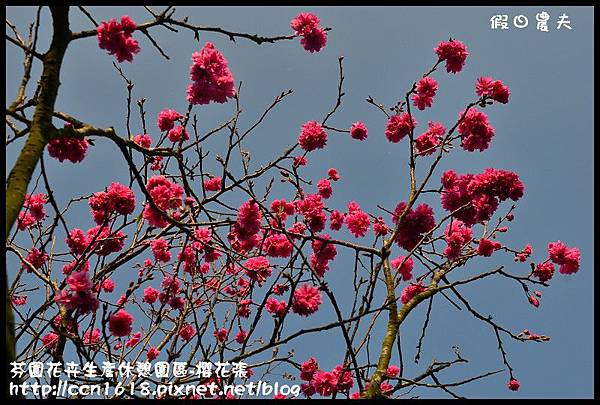 芬園花卉生產休憩園區-櫻花張DSC_3336