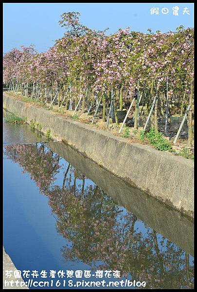 芬園花卉生產休憩園區-櫻花張DSC_3389