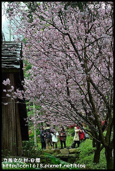 九族文化村-日櫻DSC_4721