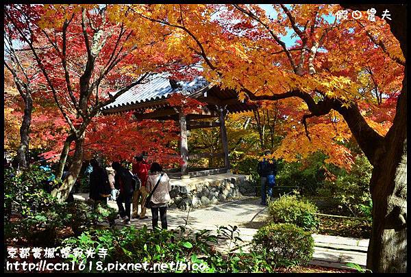 京都賞楓-常寂光寺DSC_4336