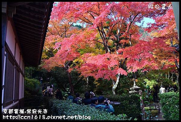 京都賞楓-常寂光寺DSC_4359