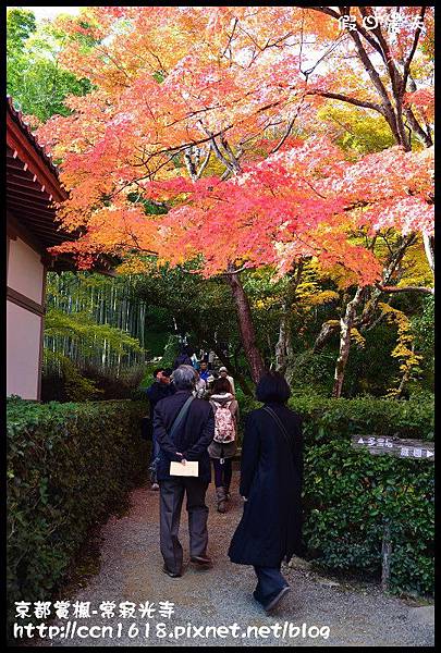 京都賞楓-常寂光寺DSC_4368