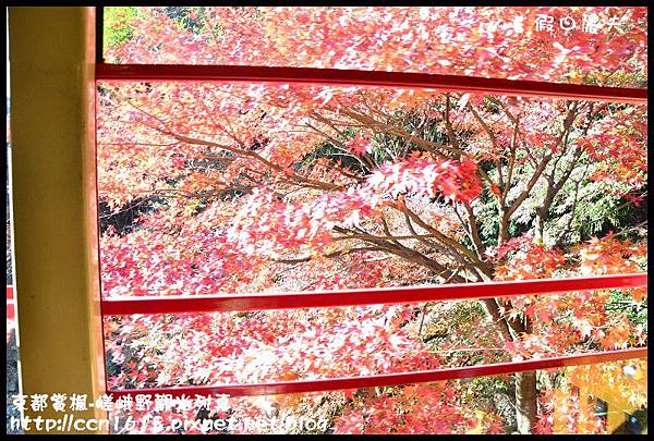 京都賞楓-嵯峨野觀光列車DSC_3995