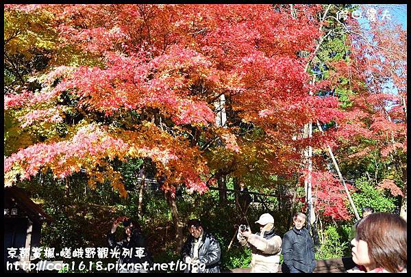 京都賞楓-嵯峨野觀光列車DSC_4230