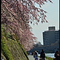 京都大阪賞櫻自由行DSC_8626