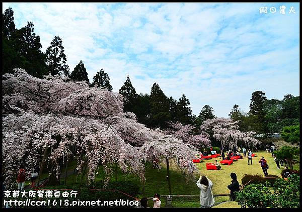 京都大阪賞櫻自由行DSC_0162