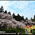 京都大阪賞櫻自由行DSC_0162