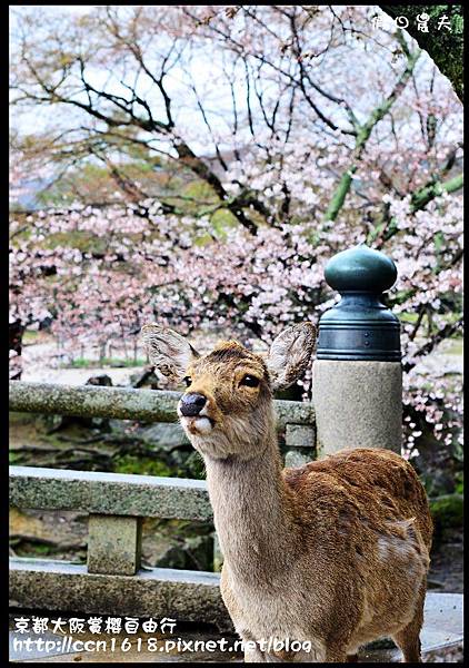 京都大阪賞櫻自由行DSC_1022