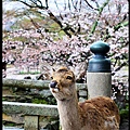 京都大阪賞櫻自由行DSC_1022