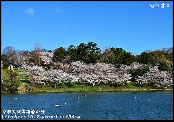 京都大阪賞櫻自由行DSC_1184