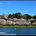 京都大阪賞櫻自由行DSC_1184