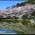 京都大阪賞櫻自由行DSC_1461