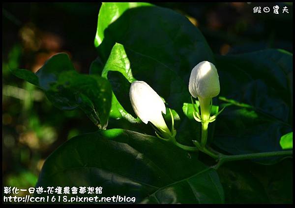 彰化一日遊-花壇農會夢想館DSC_7724