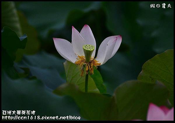 亞洲大學荷花池DSC_8276