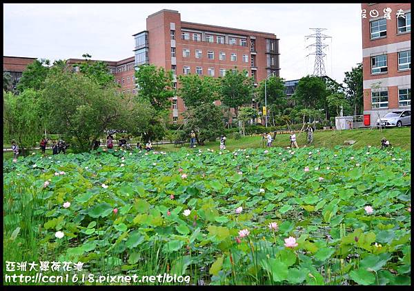 亞洲大學荷花池DSC_8333