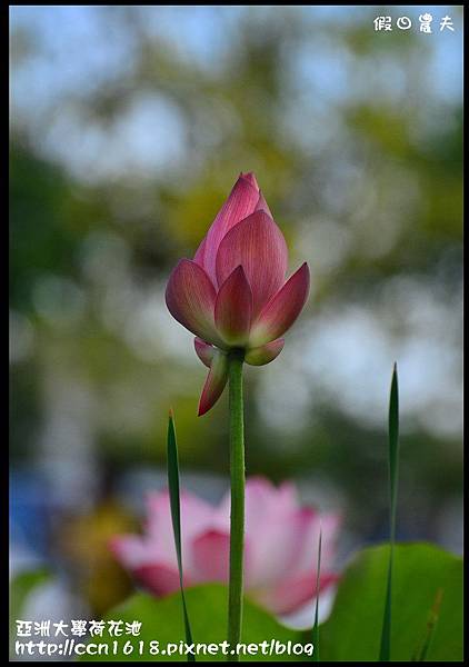 亞洲大學荷花池DSC_8350