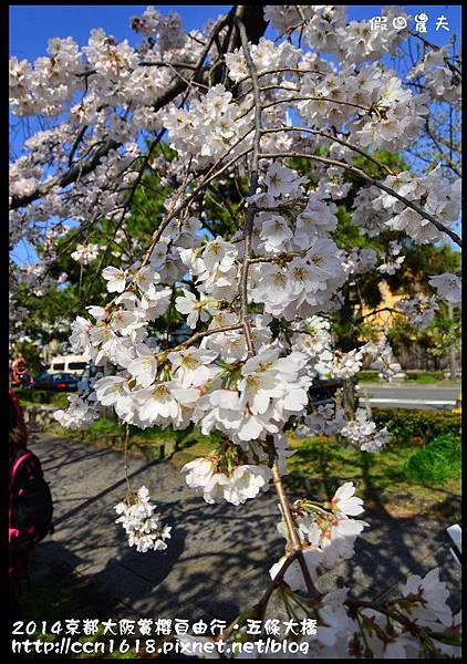 2014京都大阪賞櫻自由行．五條大橋DSC_8728