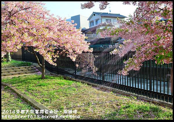 2014京都大阪賞櫻自由行．淀綠地DSC_8805