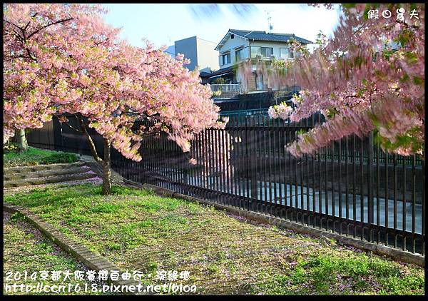 2014京都大阪賞櫻自由行．淀綠地DSC_8827