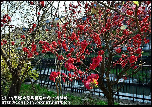 2014京都大阪賞櫻自由行．淀綠地DSC_8847