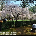 2014京都大阪賞櫻自由行．京都御苑DSC_9292