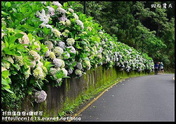 杉林溪住宿+繡球花DSC_0002