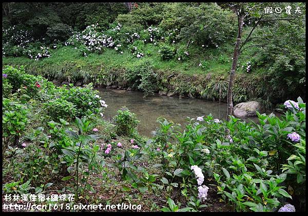 杉林溪住宿+繡球花DSC_9903