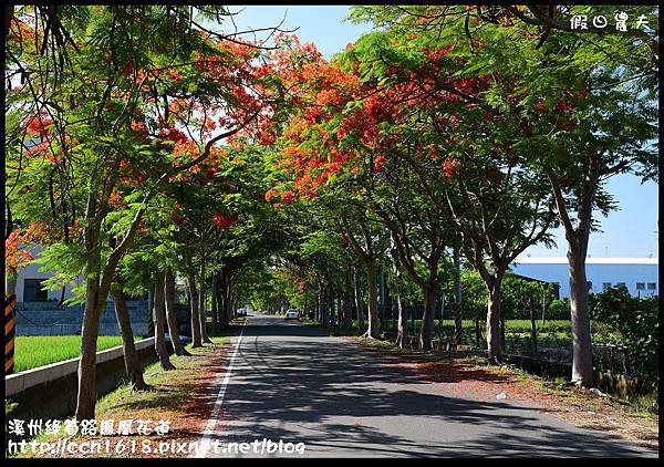 溪州綠筍路鳳凰花道DSC_8807