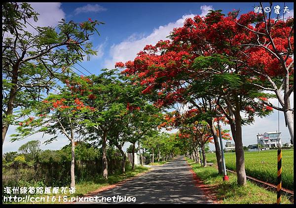 溪州綠筍路鳳凰花道DSC_8902