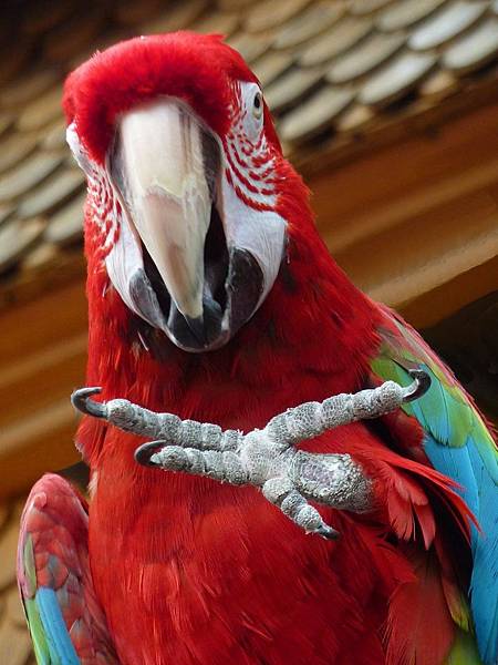 parrot-456636_1280.jpg