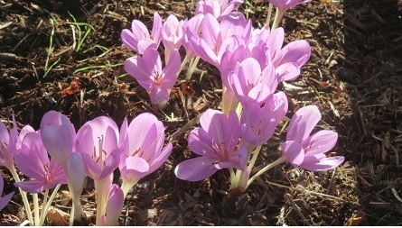 番紅花  (Crocus)