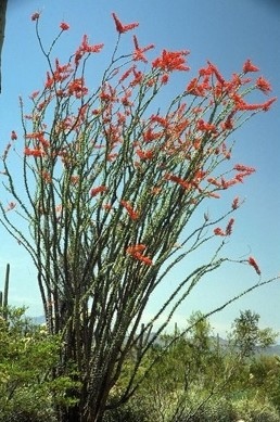 Ocotillo